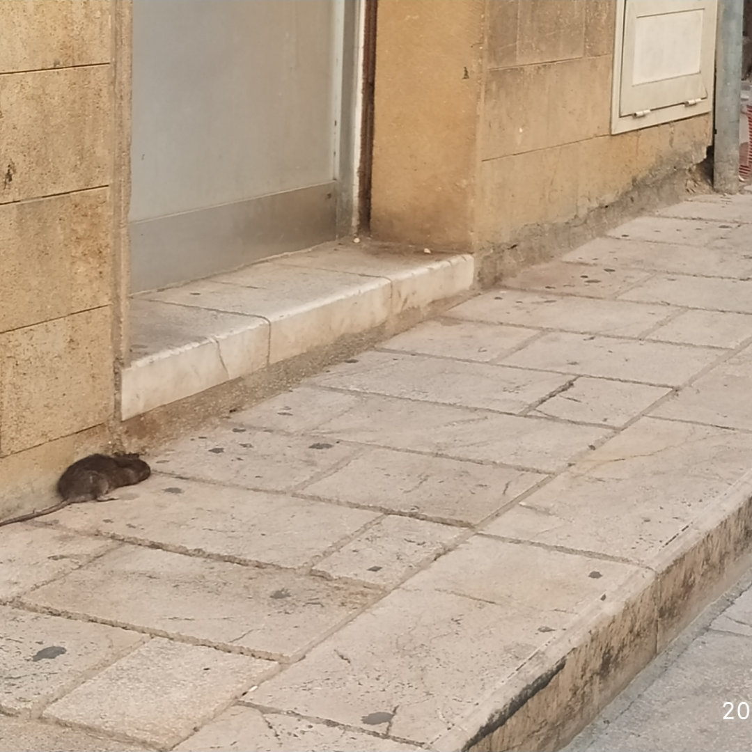 Allarme ratti a Sciacca, tanti avvistamenti dal centro alle periferie