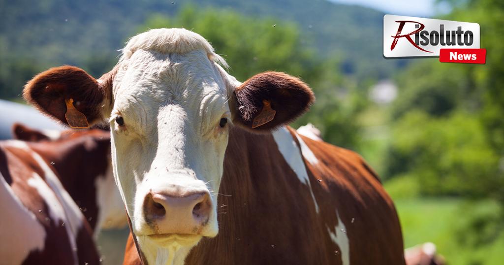 Riparte l’esportazione dei bovini siciliani, Razza: "Lavoriamo per sconfiggere la brucellosi"
