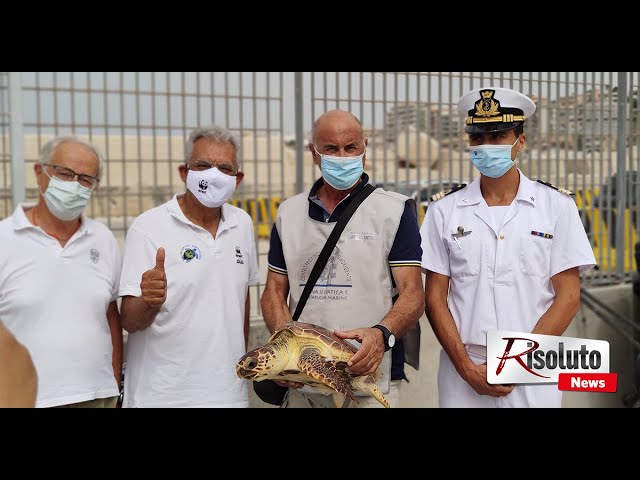 Tartaruga "Caretta-caretta" senza una pinna liberata questa mattina nel mare di Sciacca (Video e foto)