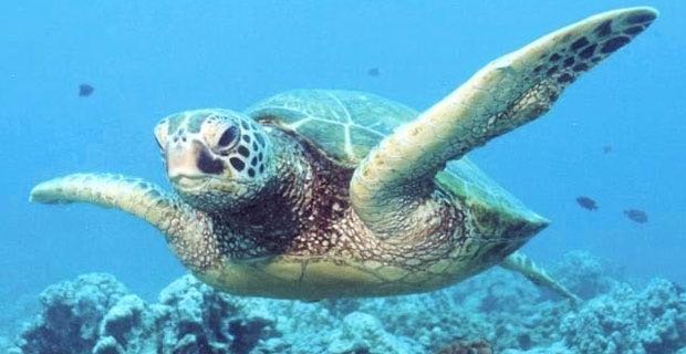 Wwf e Guardia Costiera in azione, domani una tartaruga "Caretta-caretta" torna in mare a Sciacca