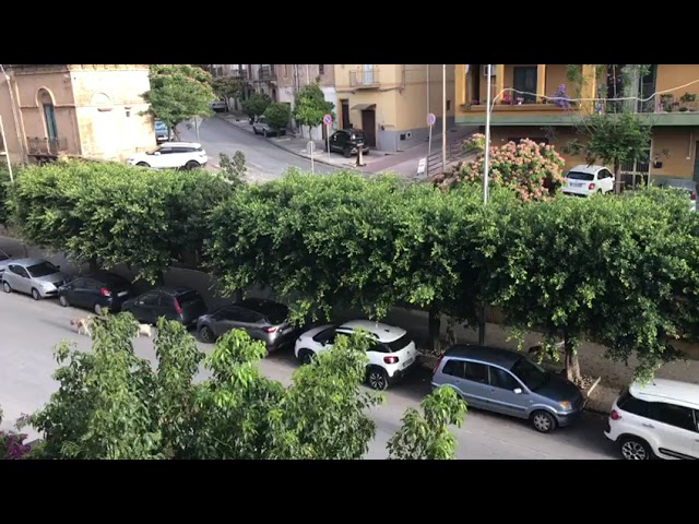 Viale della Vittoria a rischio a Sciacca per la presenza di cani randagi (Video)