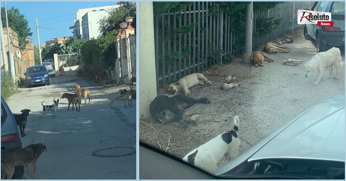 Randagi in via delle Sequoie a Sciacca, la segnalazione dei residenti