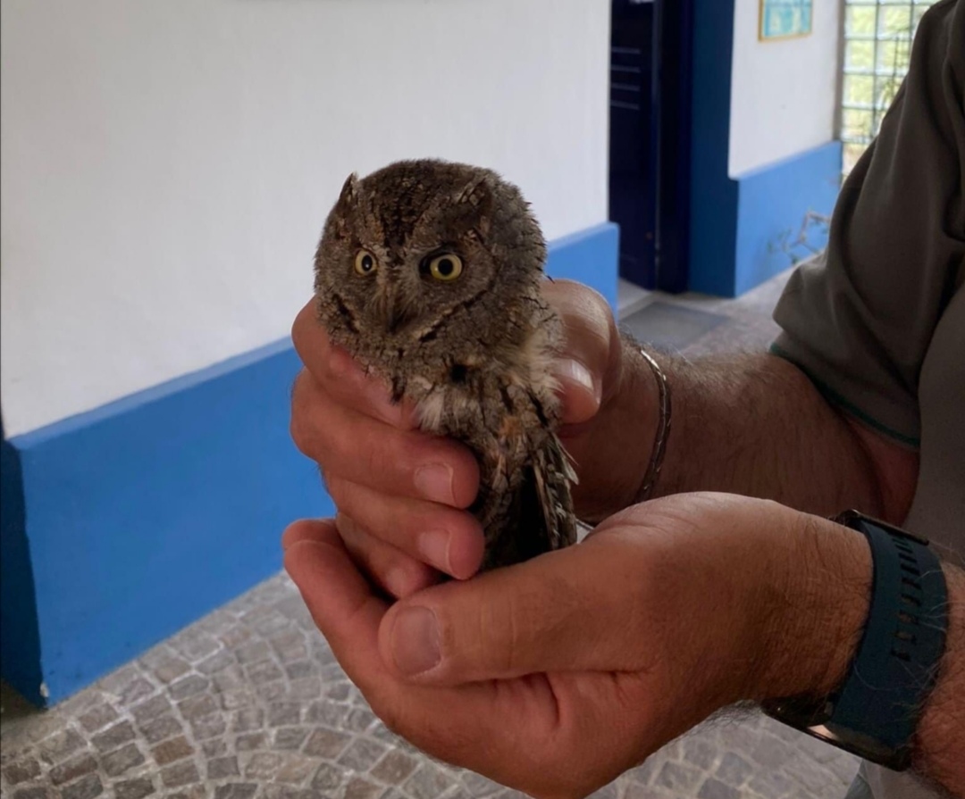 Menfi, trova un pullo di assiolo e lo consegna al Corpo Forestale