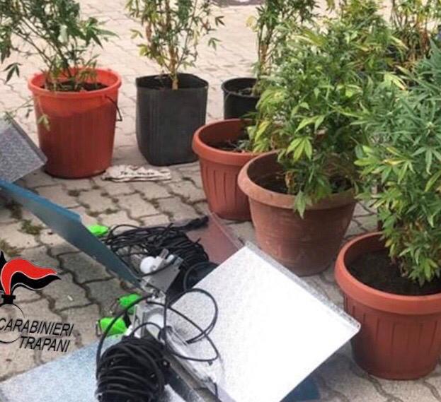 Nuova varietà di canapa indiana scoperta a Pantelleria, arrestato un uomo di 45 anni