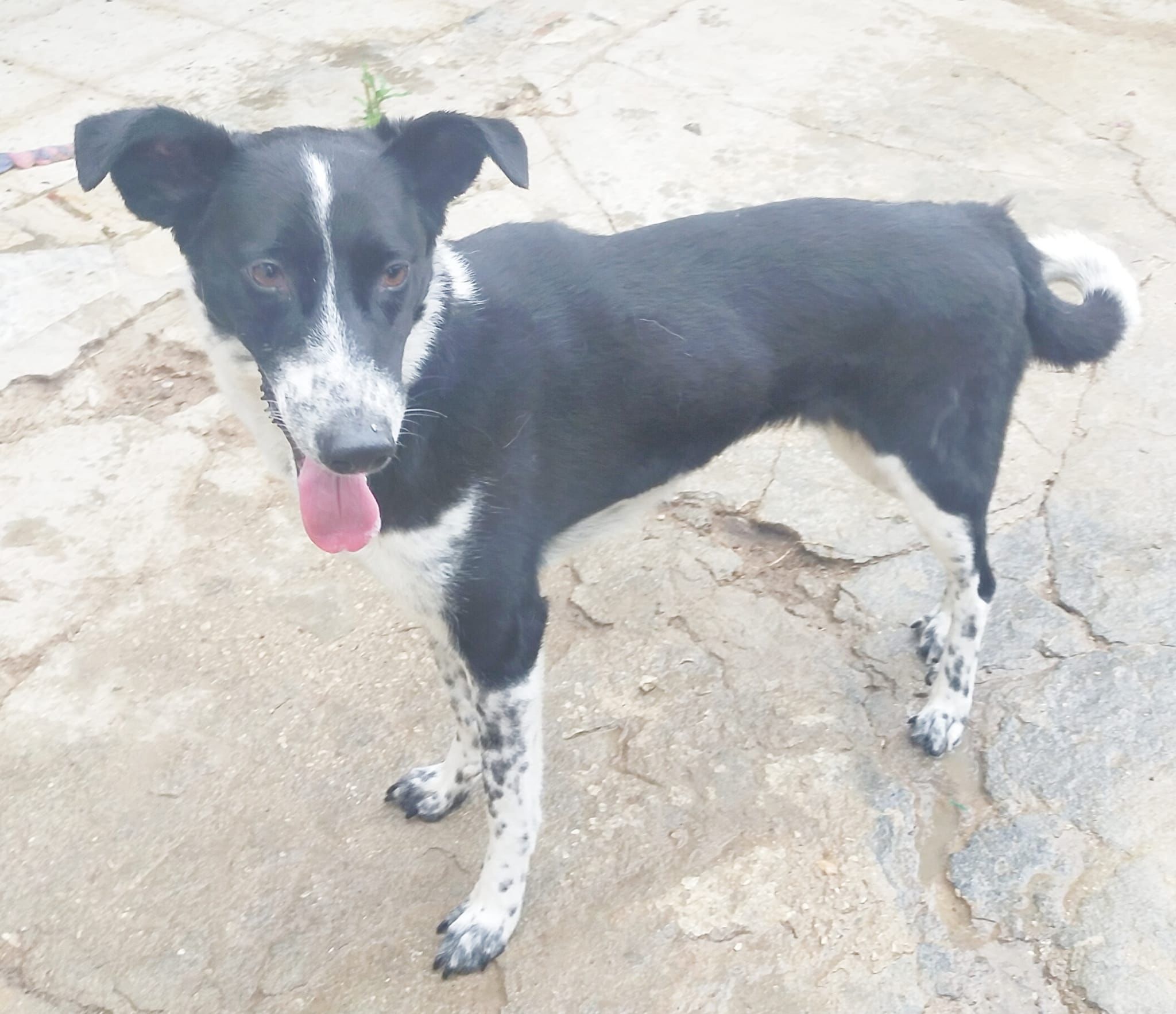 Dapprima adotta un cane poi lo chiude e lo abbandona in una casa, denunciata una donna
