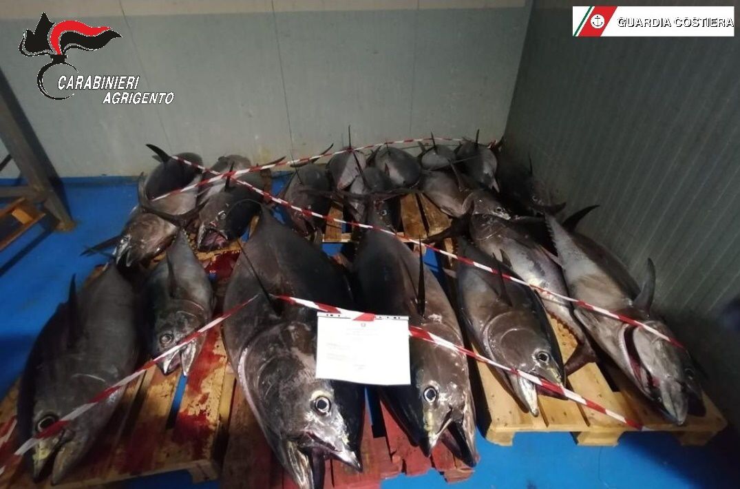 Maxi sequestro di tonno rosso al porto di Sciacca, in azione Carabinieri e Guardia Costiera