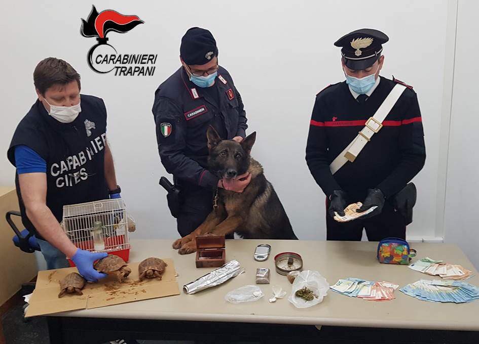 Famiglia aveva in casa droga e animali protetti, blitz dei carabinieri