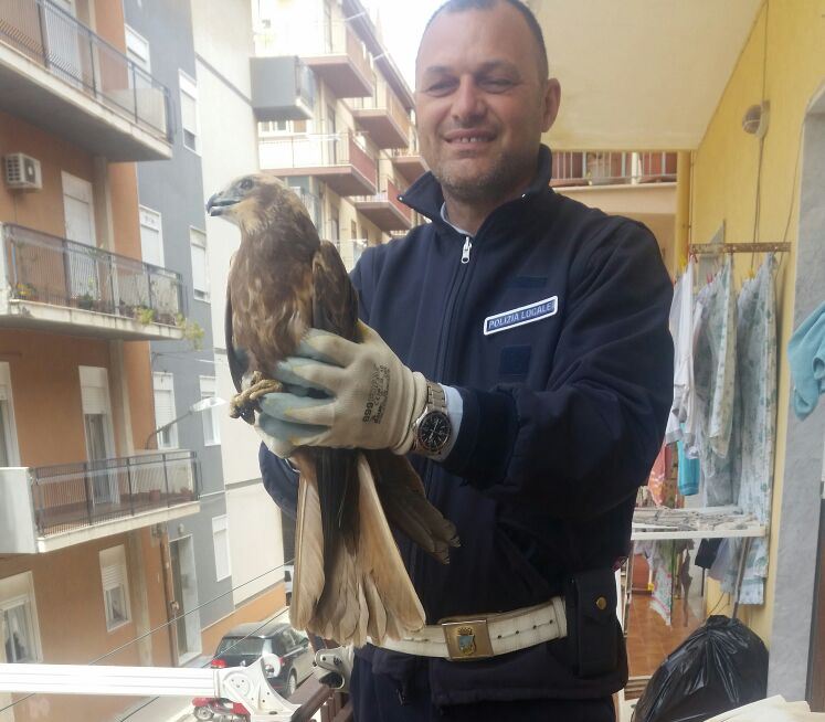 Recuperato dalla polizia municipale di Sciacca un falco finito in un condominio