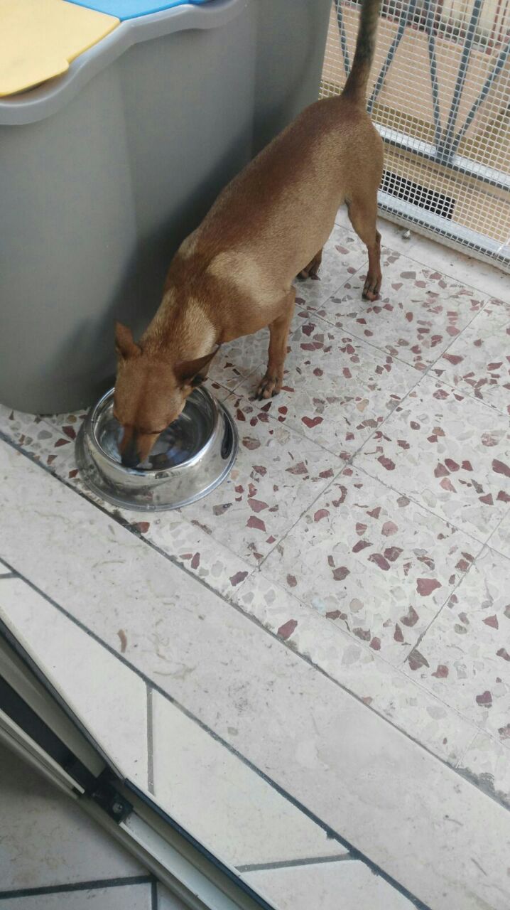 Smarrito un pincer in Contrada Cutrone, il suo padrone chiede una mano per ritrovarlo