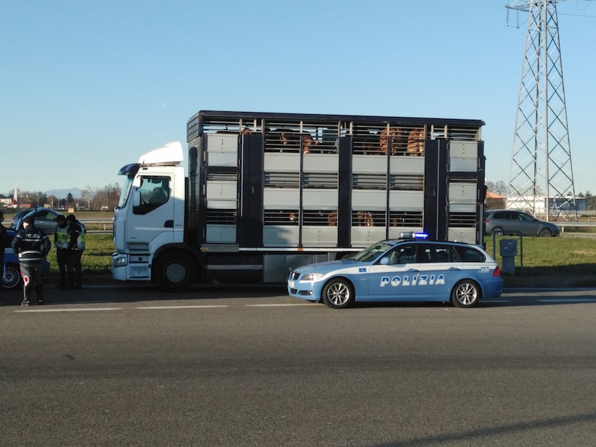 Camion carico di agnelli bloccato sulla 115, animali senza marchio di tracciabilità