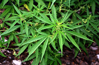 Vigna con Marijuana, cinque arresti a Caltanissetta