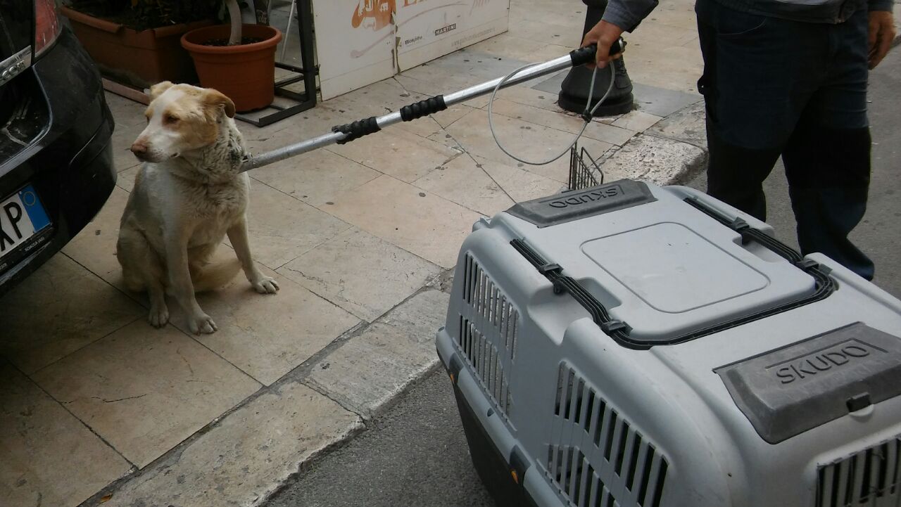 Accalappiacani in azione stamattina in pieno centro