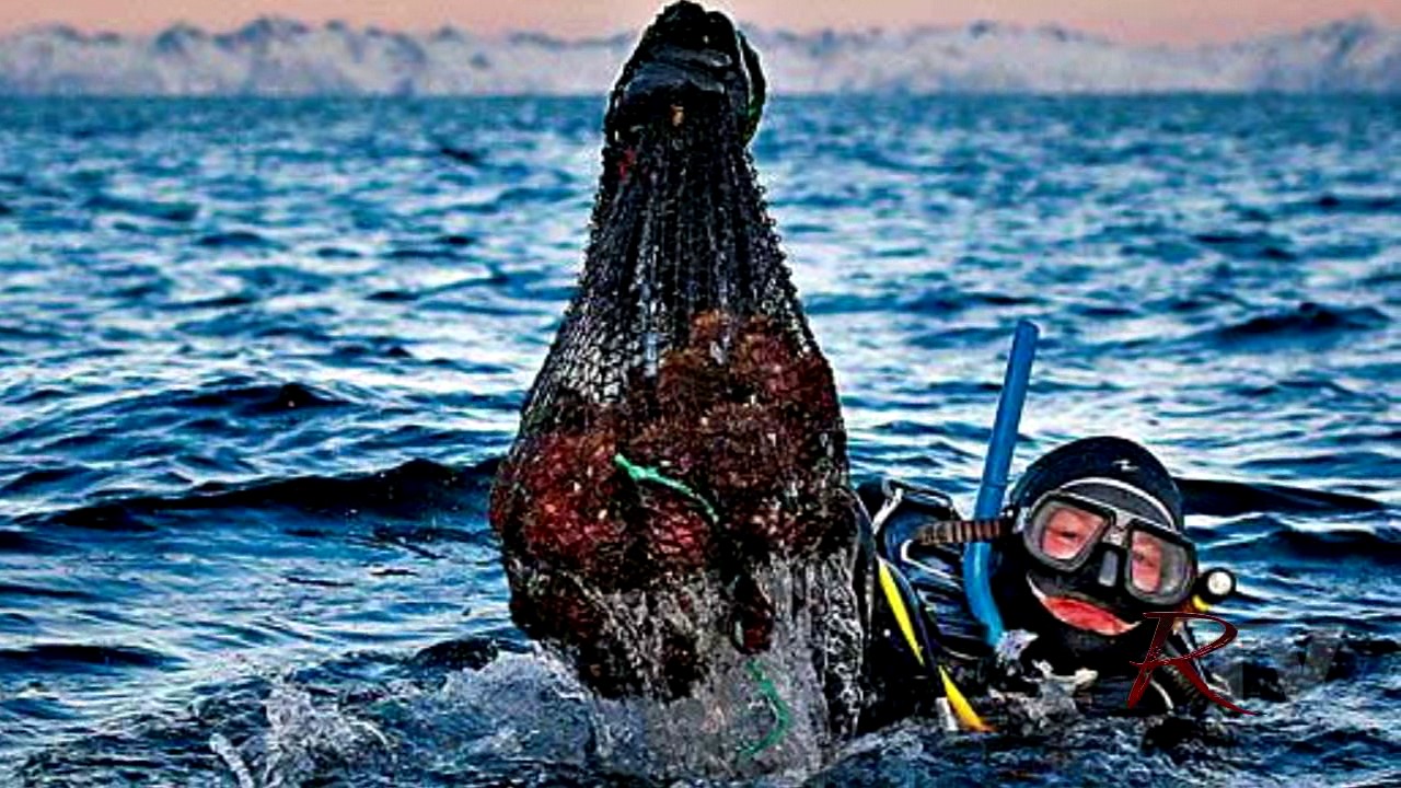 Appello del ristoratore Nino bentivegna a non servire i ricci di mare per rispettare il fermo biologico