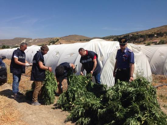 Piantagione di marijuana scoperta a Licata, arrestato bracciante agricolo di 23 anni