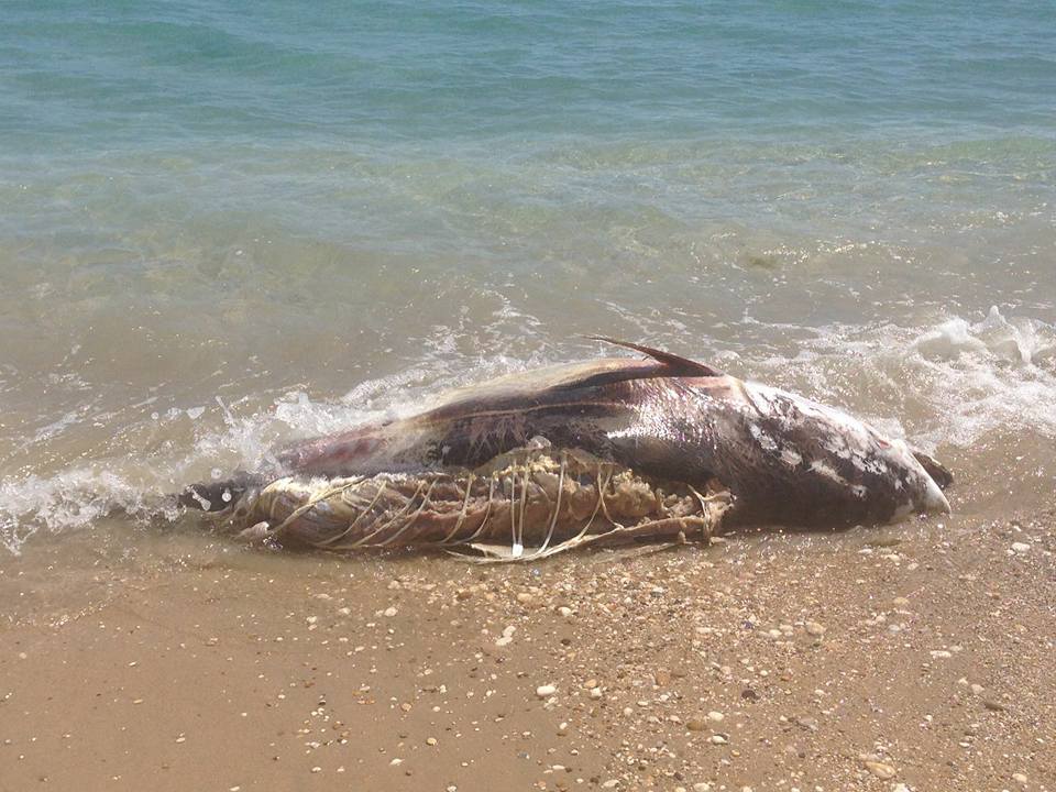 Si spiaggia al Lido un tonno, veloce intervento per la rimozione della carcassa