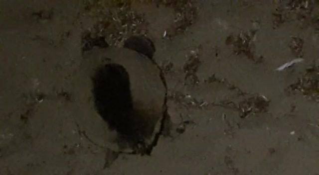Tentativo di nidificazione di tartaruga Caretta caretta a Renella, il video su Facebook