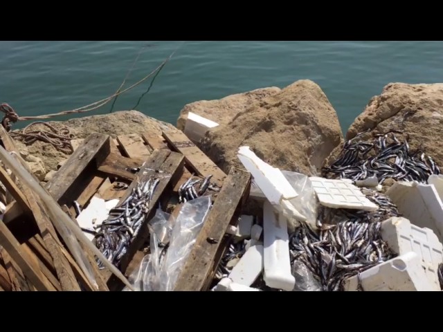 Pesce putrido abbandonato sulla banchina, la Marina di Sciacca ancora scenario di inciviltà