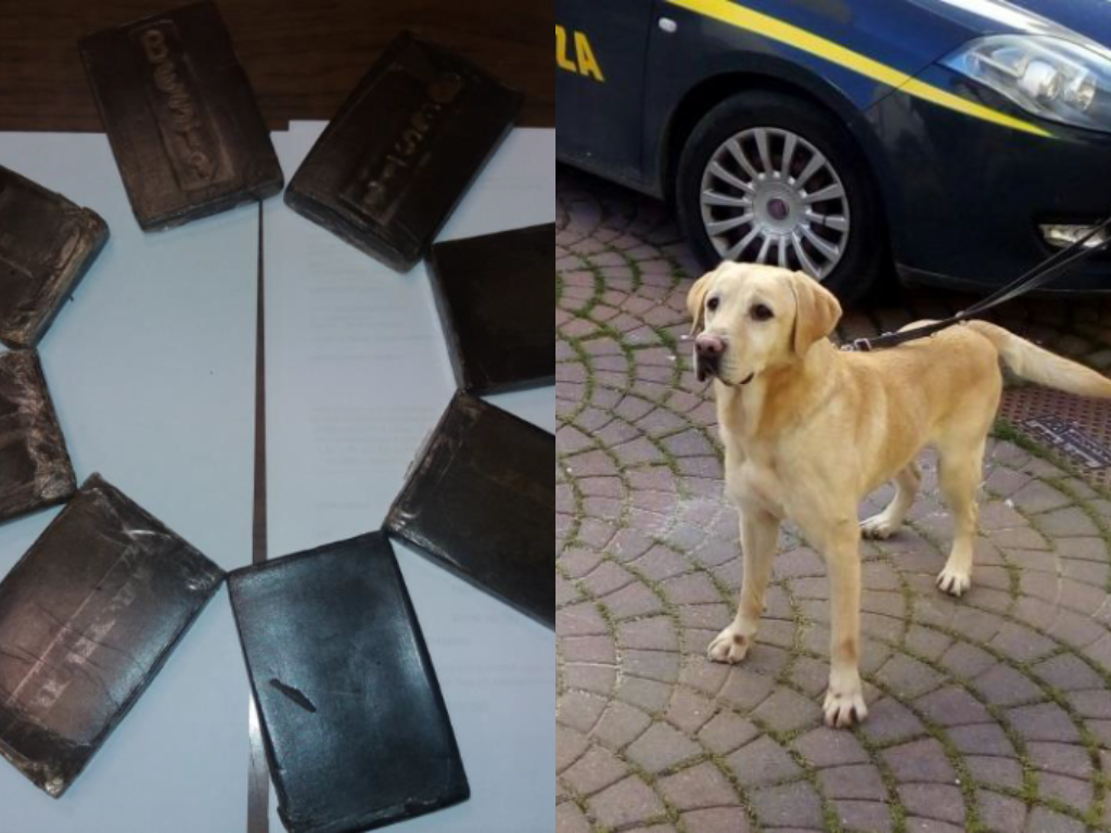Agrigento, cane antidroga della Finanza mette nei guai spacciatore palermitano