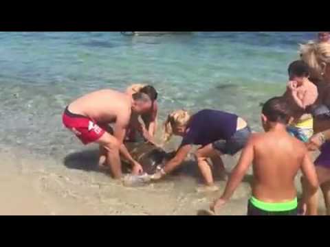 Tartaruga Caretta caretta salvata dai bagnanti in pieno giorno, ecco il video