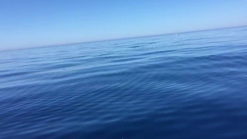 Passaggio di delfini a Renella