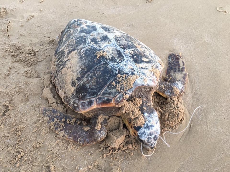 Agrigento, tartaruga Caretta caretta trovata morta sulla spiaggia di Giallonardo