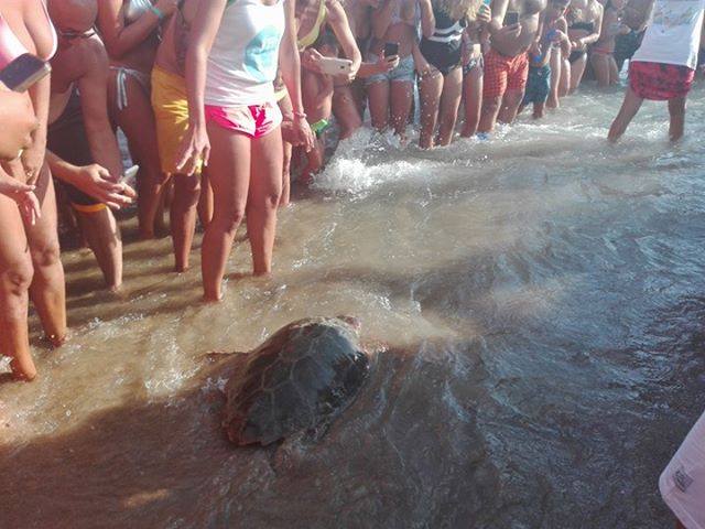Liberata nel mare di San Marco una tartaruga Caretta caretta salvata nel centro di recupero di Lampedusa