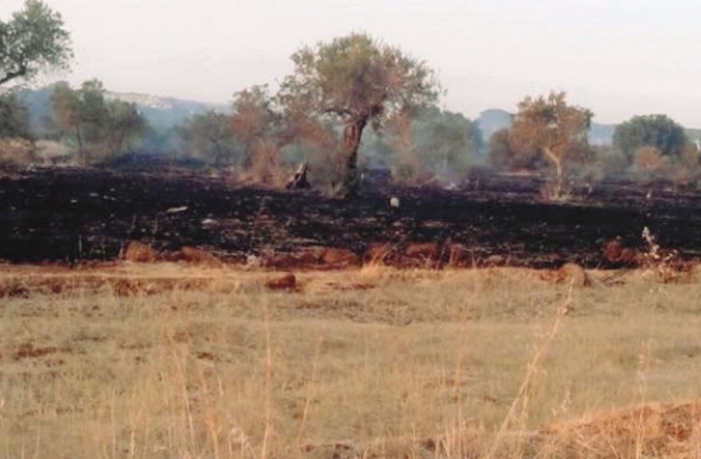 Fiamme in un uliveto gestito dalla Cooperativa "Rita Atria" e confiscato alla mafia