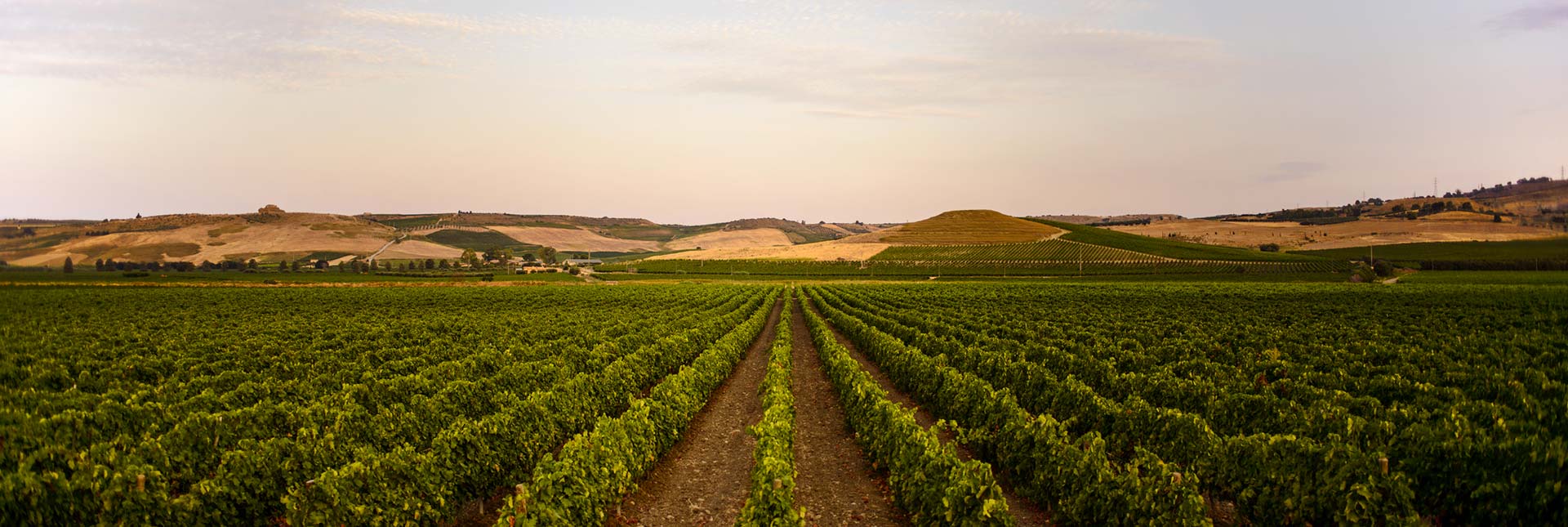 La Guida ai vini del Gambero Rosso premia anche due etichette di Planeta e Settesoli