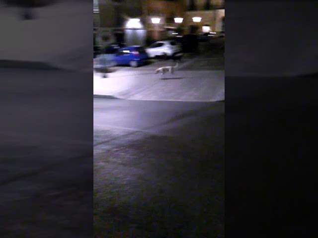 Randagi: dalle periferie al centro in branco attraversano Sciacca