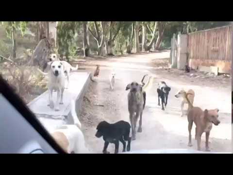 Randagismo, emergenza a Sciacca: cani in branco dalle periferie in centro