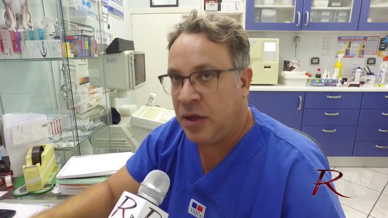 Il randagismo non si risolve con la sterilizzazione, l'opinione del veterinaio