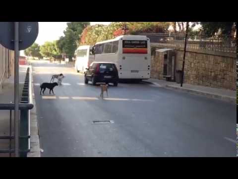 Cani alla fermata del bus, domani incontro con il Prefetto sul randagismo