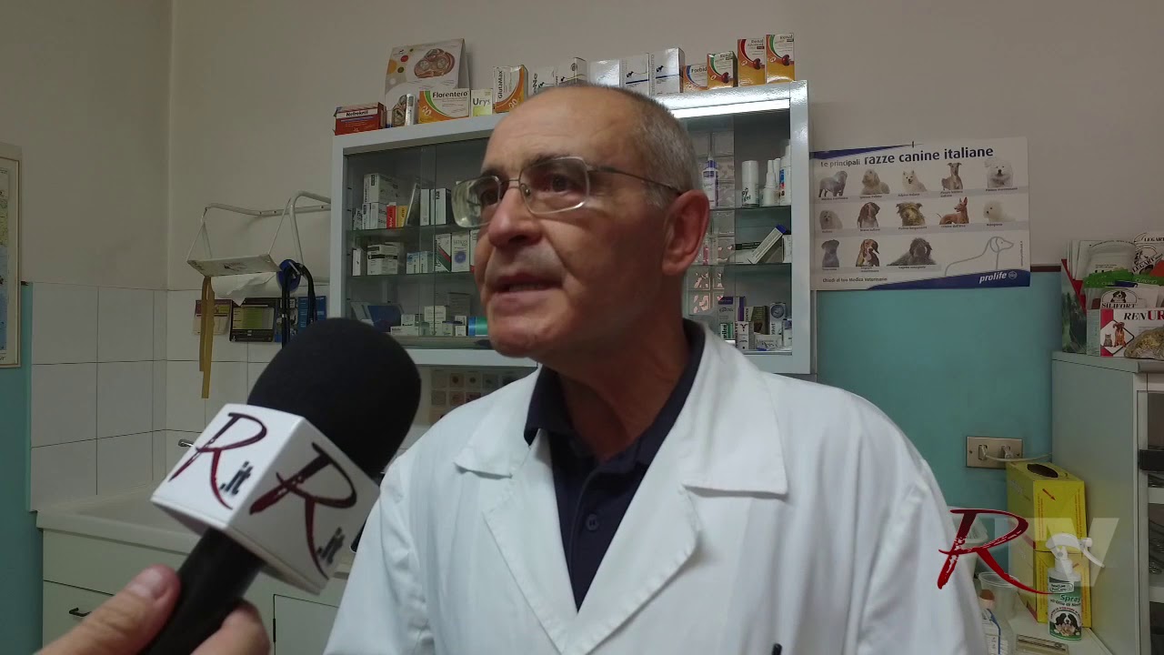 Il veterinario Gennaro: "Cani randagi portati a Sciacca? Mi pare impossibile.
