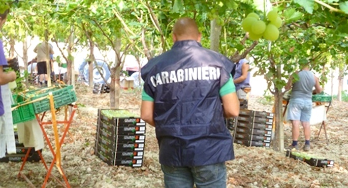 Raccolta delle olive: a Campobello di Mazara 17 al lavoro a 3 euro l'ora. Denunciate tre persone