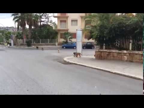 Sette cani in fila indiana all'ingresso della citta', il randagismo non da tregua
