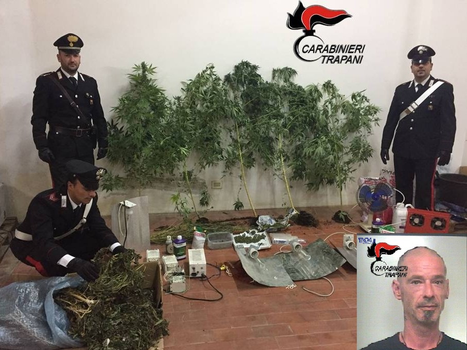 Piantagione di canapa indiana sequestrata a Campobello di Mazara. Arrestato LSU del Comune
