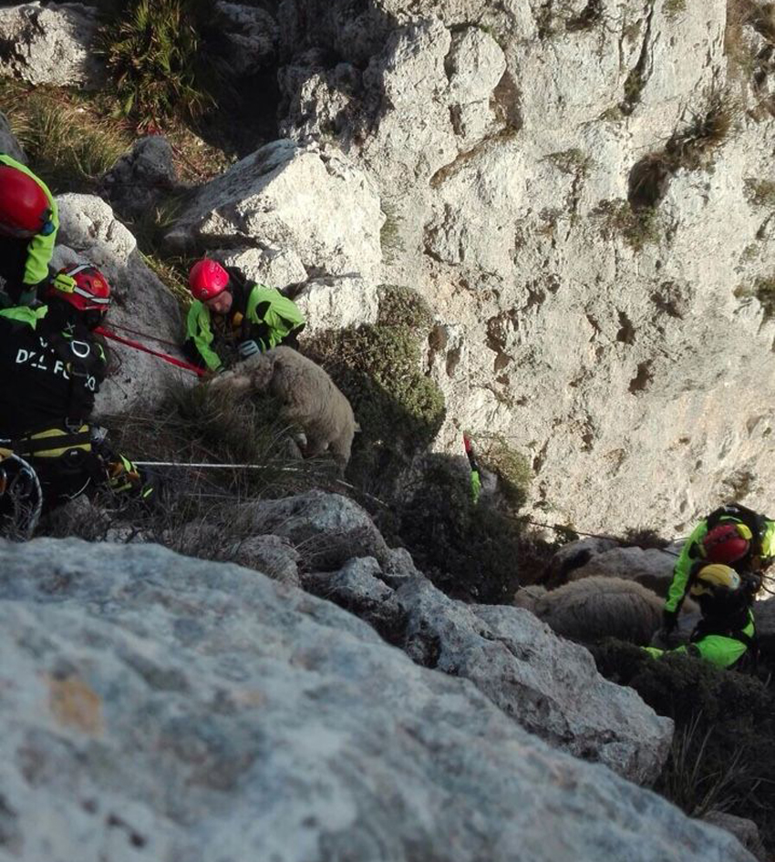 Il Nucleo speleo-alpino-fluviale di Catania dei Vigili del fuoco interviene a Caltabellotta per salvare un gregge di pecore aggredito da cani randagi e precipitato da un'altezza di circa 50 metri
