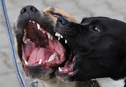 Un pitbull libero vicino alla pineta di San Calogero prelevato dagli accalappiacani del Comune di Sciacca