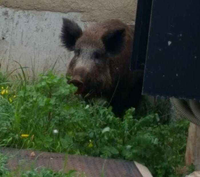 Palermo. Cinghiale entra in una scuola elementare. Abbattuto dalla Forestale