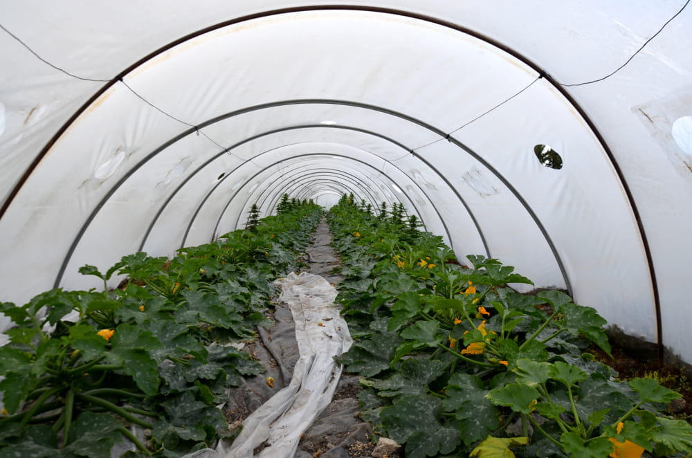 Tra le zucchine anche le piante di marijuana, arrestato agricoltore a Licata