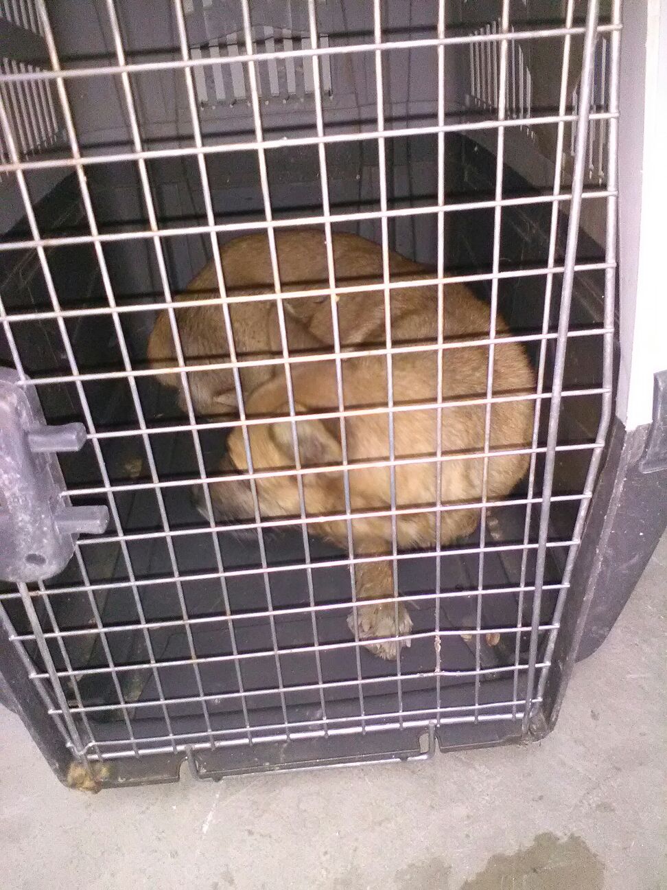 Cani avvelenati con l'insetticida nella via Sacro Cuore, a Sciacca