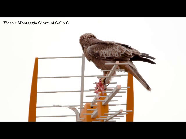 Agrigento. Aquila minore su un'antenna televisiva spolpa i resti di un volatile