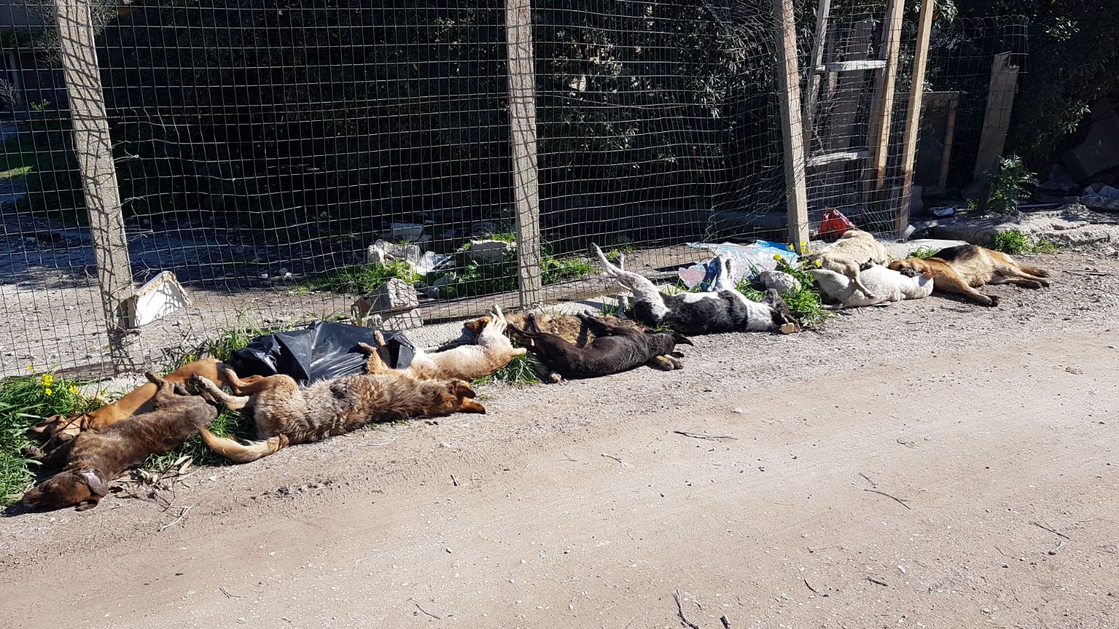 La mattanza dei randagi a Muciare,  presidente dell'associazione Anta presenta denuncia