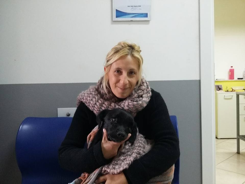 Strage randagi, veterinaria di Agrigento si fa avanti: "Io pronta a sterilizzare i cani di Sciacca gratuitamente"