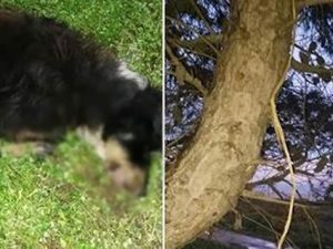 Altro randagio avvelenato a Tre Fontane, bonifica già in corso
