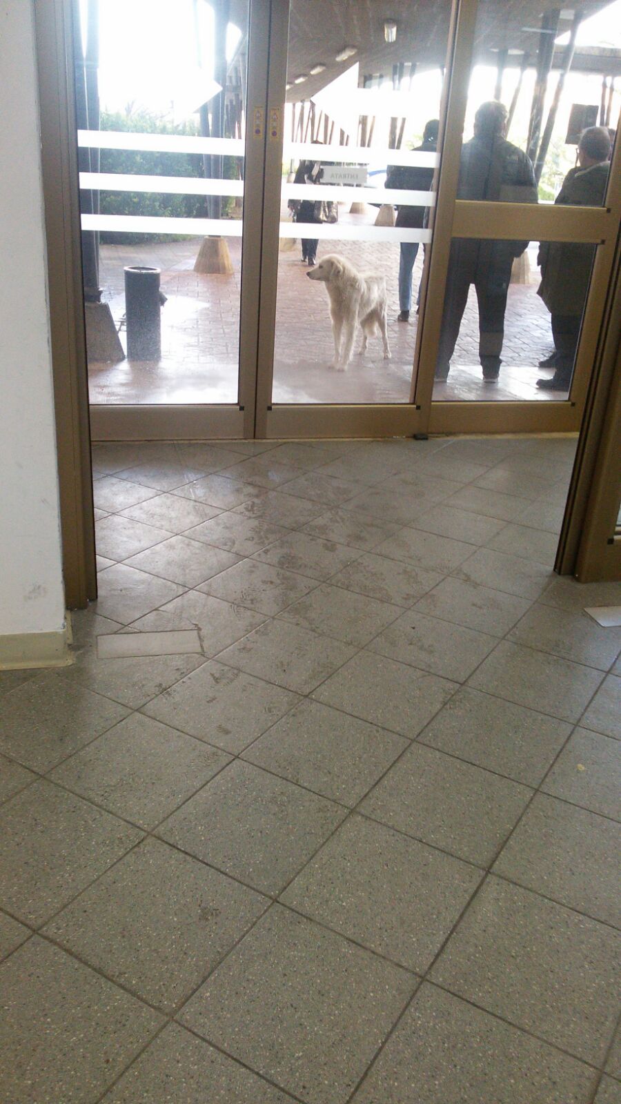 Presenza di randagi questa mattina anche all'ingresso dell'ospedale di Sciacca