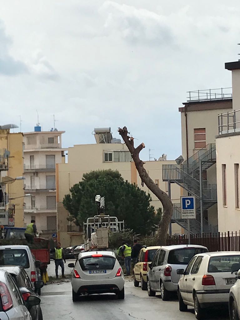Verde pubblico a Sciacca, taglio netto di alberi in via Catusi