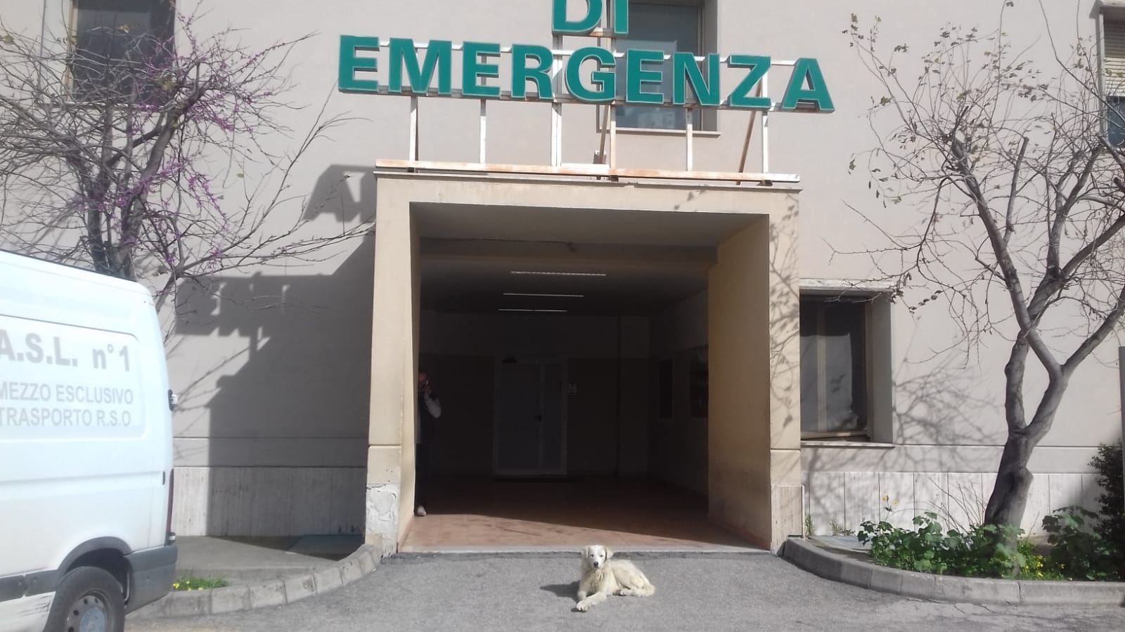 Randagismo: aggressione in centro ad un passante, cani ancora nell'area ospedaliera