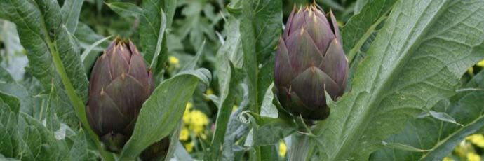 Venticinque aprile all'insegna del carciofo spinoso a Menfi che ha celebrato il presidio Slow Food