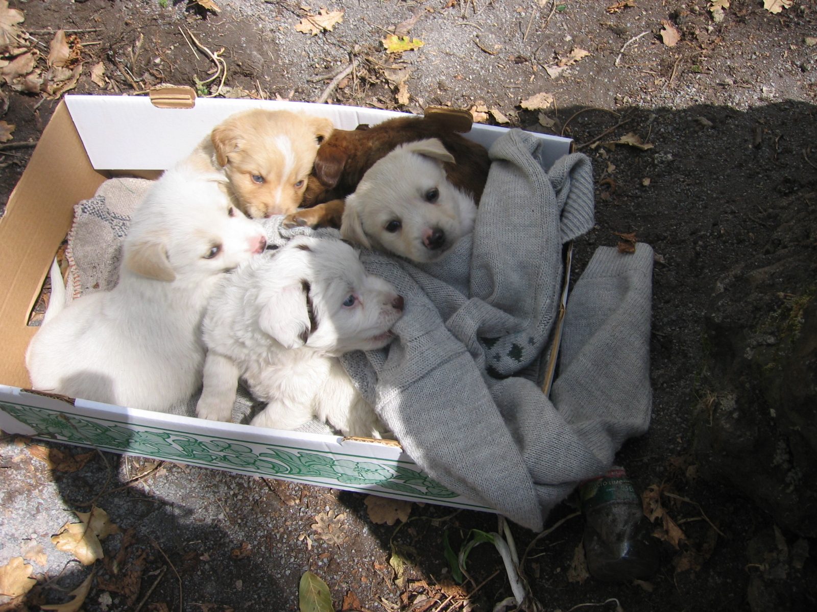 Altri abbandoni di cani sul territorio: ormai è emergenza